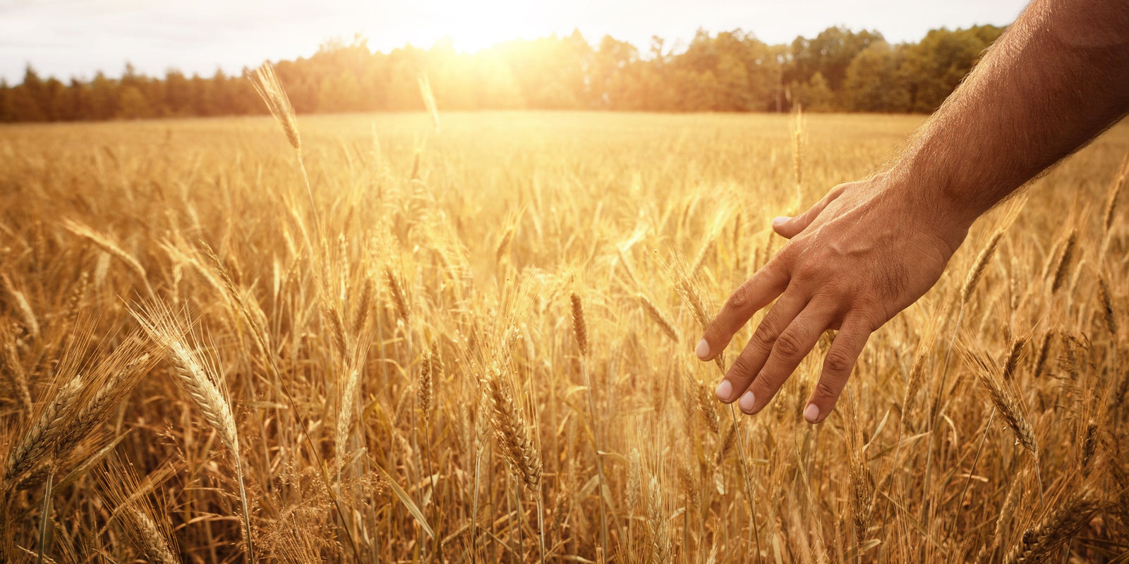 WheatBags to ease your body